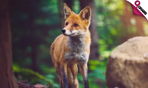 Wildlife Rescue & Rehabilitation Online Course!
